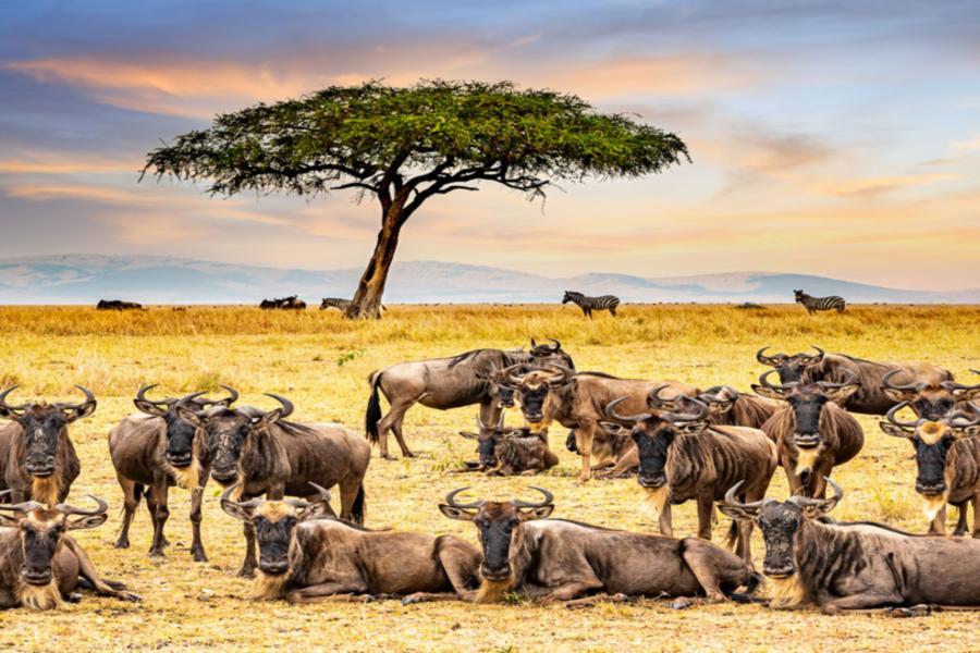 Atardecer en la sabana del Masai Mara, Kenia